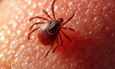 Commercial Tick & Mosquito Control