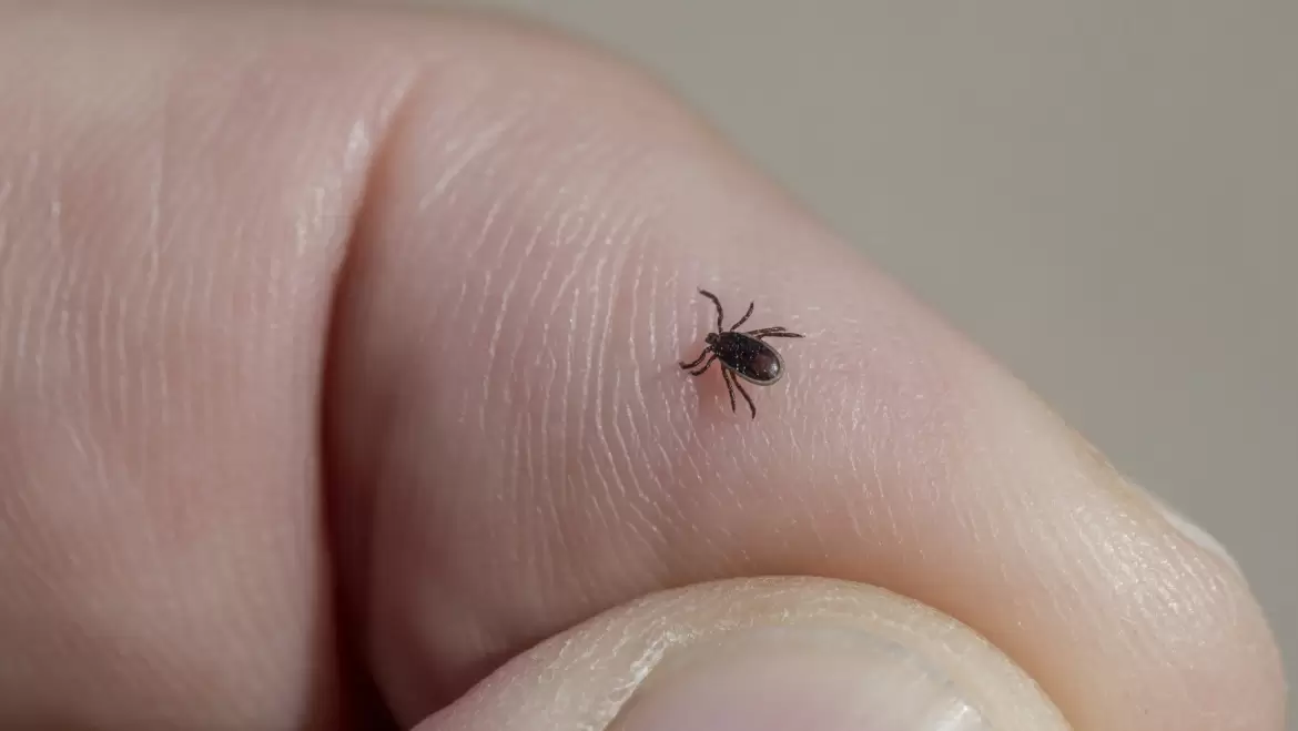 Navigating Tick Season: What to Expect in South Shore, MA